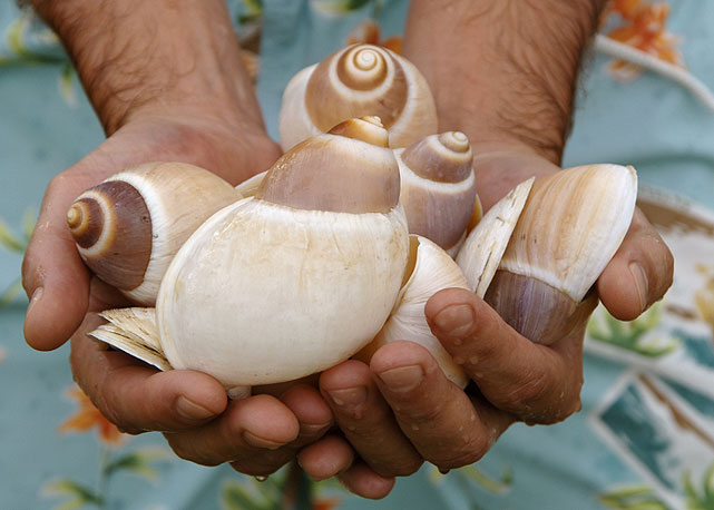 As conchas clicadas em trancoso por Romulo Fialdini - Foto: divulgação/Romulo Fialdini