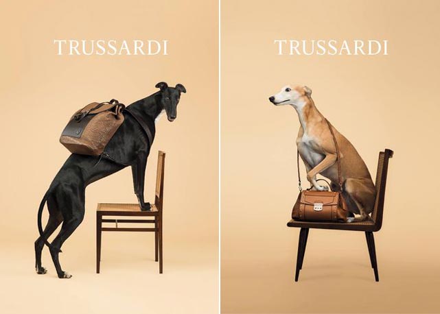Os cachorros são as estrelas do verão da Trussardi - Fotos: divulgação