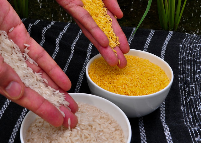Arroz branco x arroz dourado - Foto: reprodução