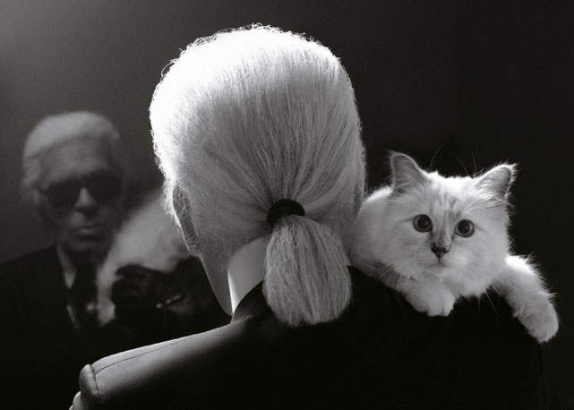 Karl e sua gata Choupette - Foto: divulgação
