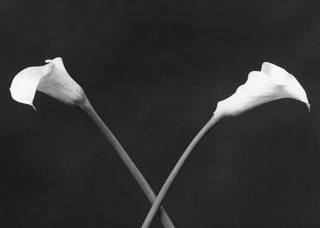 "Calla Lillies", de 1983 - Foto: reprodução