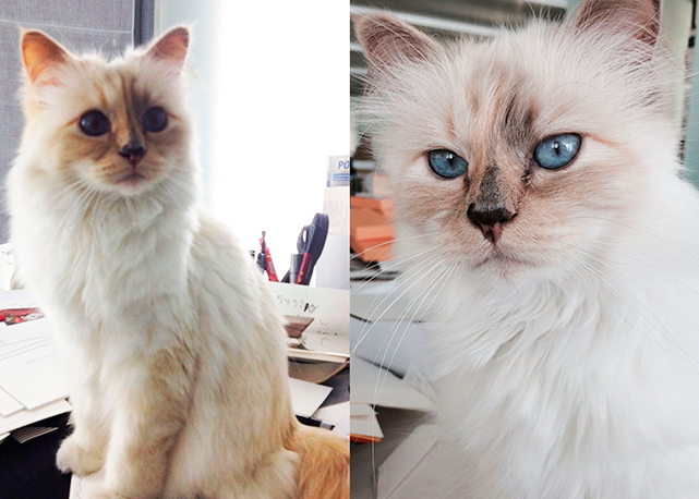 Choupette e Karl Lagerfeld - Foto: Reprodução Harper´s Bazaar