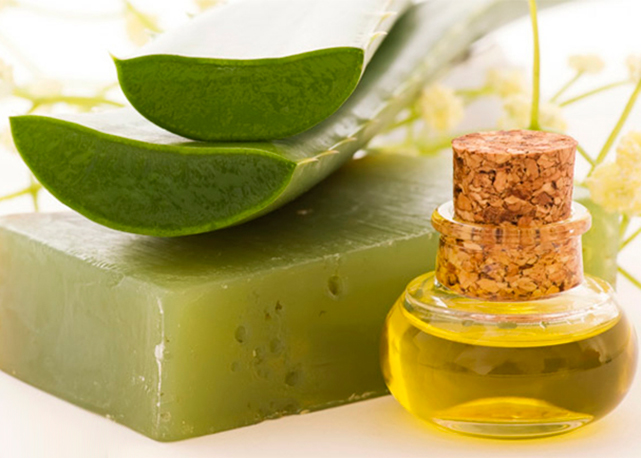 As propriedades regenerativas e calmantes do aloe vera (babosa) - Foto: reprodução