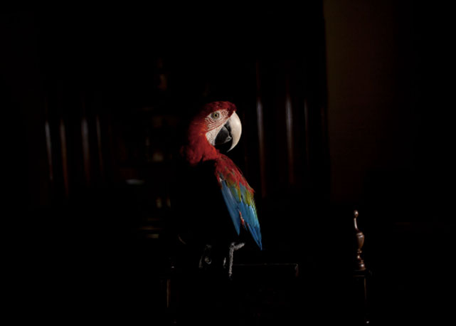 Arara Vermelha I (da série Zoo) impressão a jato de tinta - Foto: Divulgação