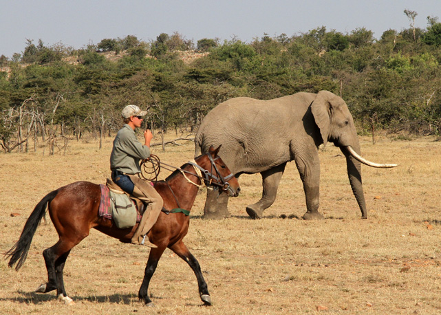 Cavaleiro ao lado de um elefante - Foto: divulgação