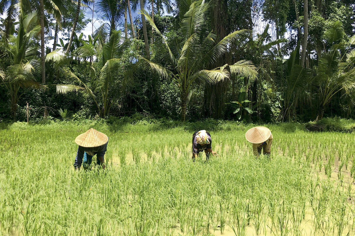 Camponeses nos campos de arroz de Ubud - Foto: Arquivo Pessoal