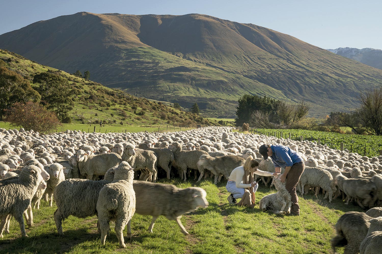 Helo visita a Fazenda Walter Peak, que cria ovelhas da raça merino e acompanha o método de produção da típica lã - Foto: Divulgação