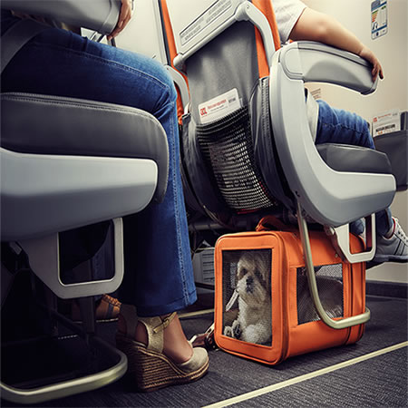 pet-na-cabine-v2