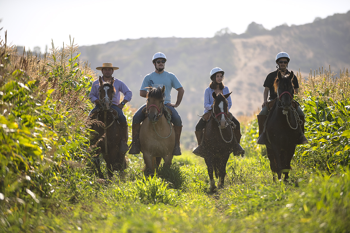 Matetoc Horseback riding corn