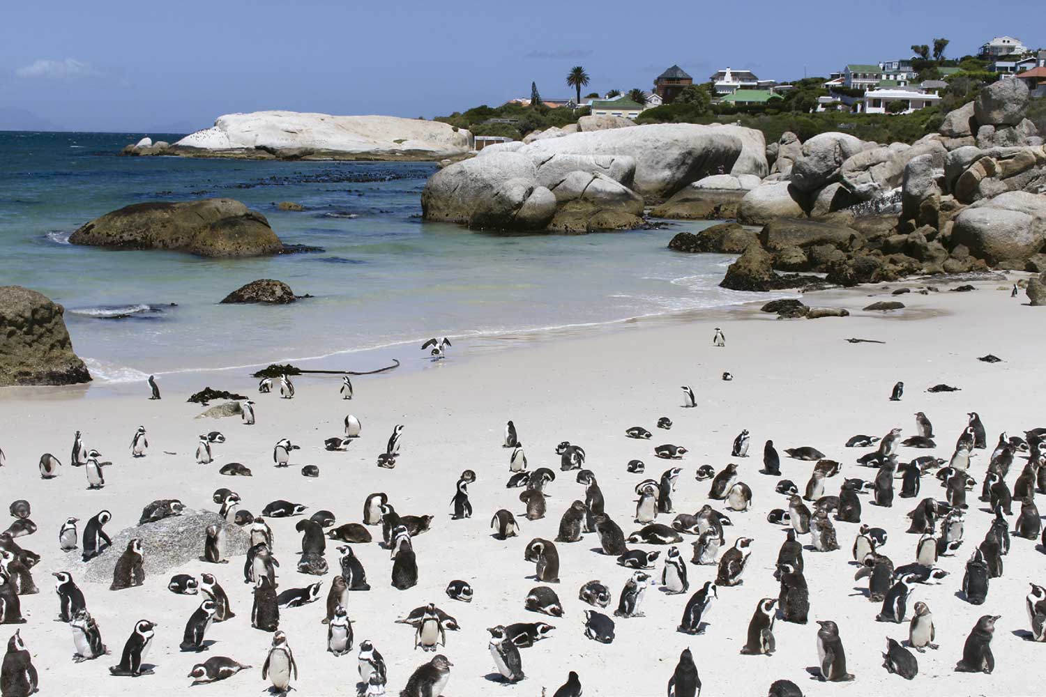 Pinguins no Parque Boulders Beach Penguins - Foto: Divulgação