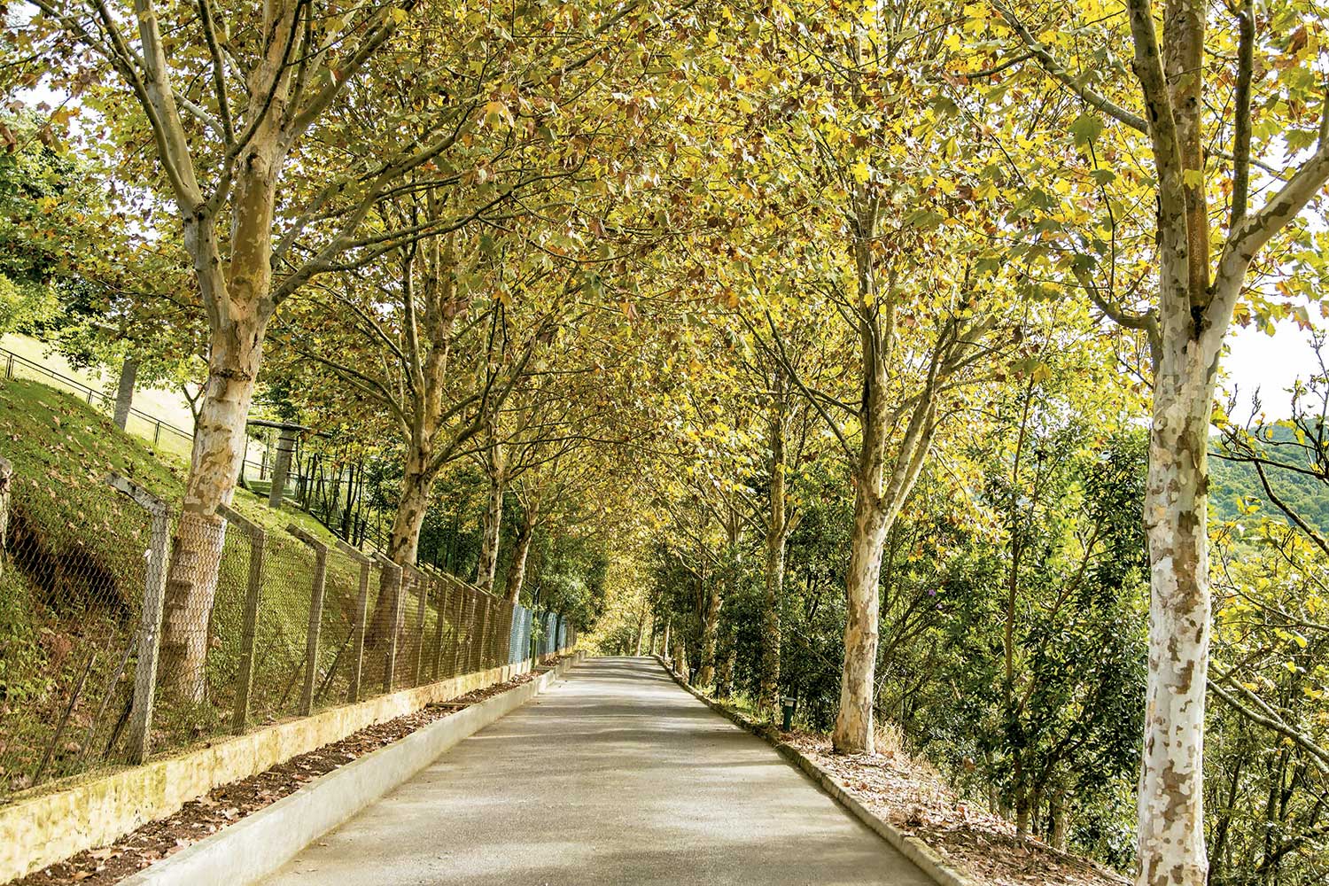 Caminho dos Plátanos - Foto: Divulgação
