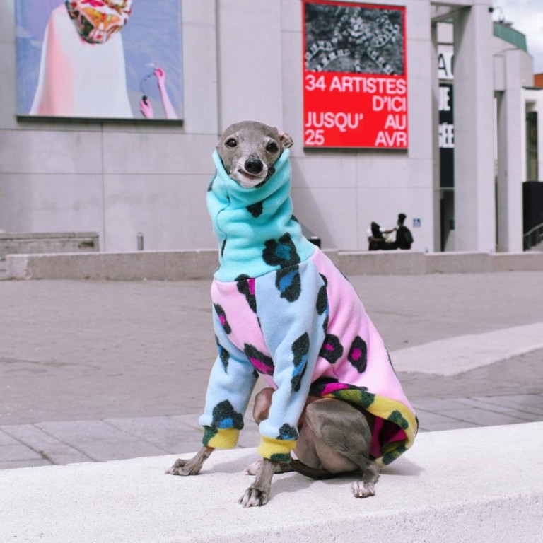 Pet Influencers: contas nas redes sociais para seguir e morrer de fofura