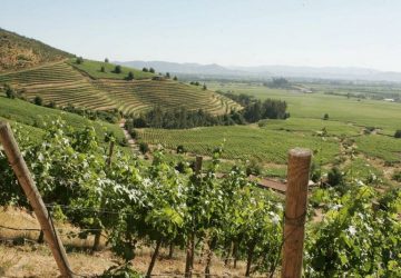 Igor Zahir - Uma ode aos vinhos do Chile