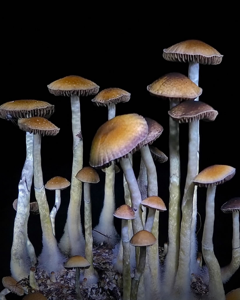 Drogas psicodélicas são a nova sensação do Vale do Silício| Divulgação