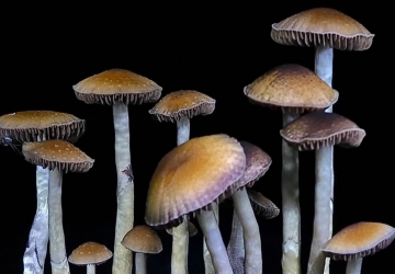 Drogas psicodélicas são a nova sensação do Vale do Silício| Divulgação